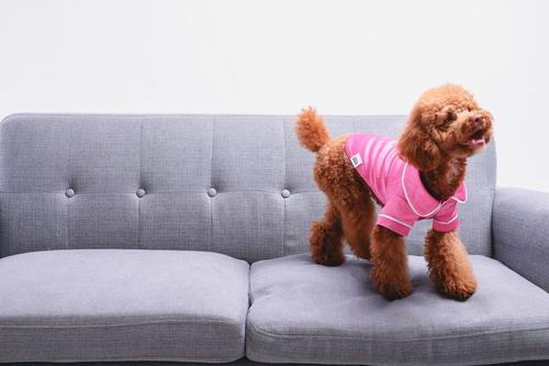 Show full view: Both Tails Dog Pajamas, Pink, Small slide 8 of 9