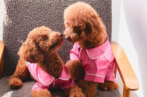 Show full view: Both Tails Dog Pajamas, Pink, Small slide 5 of 9