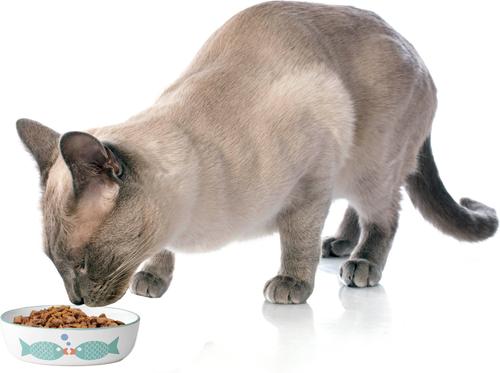 Show full view: PetRageous Designs Bubble Fish Oval-Shaped Ceramic Cat Bowl, White/Turquoise Shimmer, 2-cup slide 5 of 5