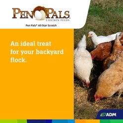 ADM Pen Pals All-Star Scratch 7% Protein Chicken Feed, 50-lb bag slide 2 of 7