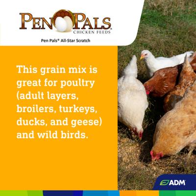 Show full view: ADM Pen Pals All-Star Scratch 7% Protein Chicken Feed, 50-lb bag slide 6 of 7