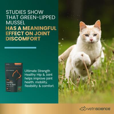 Show full view: VetriScience GlycoFlex Plus Ultimate Strength Healthy Hip & Joint Fish Flavored Chews Supplement for Cats, 30 count slide 4 of 12