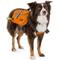 Show in main carousel: PetAmi Saddle Dog & Cat Backpack with Reflective Safety Side Pockets, Medium, Orange slide 2 of 9