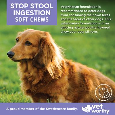 Show full view: Vet Worthy Stop Stool Ingestion Soft Chew Dogestive Aid Supplement for Dogs, 60 count slide 4 of 4
