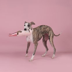 CHEWFFON Rose Champagne Valentine Birthday Gift Celebrate Plush Squeaky Dog Toy, Pink slide 2 of 7