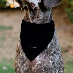 Buckle-Down Star Wars Grogu Baby Yoda Smiling Impression Painting Black Dog Bandana slide 2 of 7