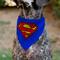 Show in main carousel: Buckle-Down DC Comics Superman Shield Logo Dog Bandana slide 5 of 7