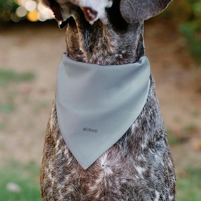 Show full view: Buckle-Down Disney Mickey Mouse Stay Positive Dog Bandana slide 5 of 6
