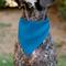 Show in main carousel: Buckle-Down Birthday Boy Text Dog Bandana, Blue slide 5 of 6