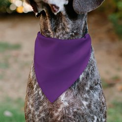 Buckle-Down Birthday Girl Text Dog Bandana, Purple slide 2 of 7