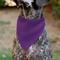 Show in main carousel: Buckle-Down Birthday Girl Text Dog Bandana, Purple slide 5 of 7