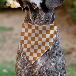 Buckle-Down Checker Dog Bandana, Orange & White slide 2 of 7