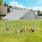 Show in main carousel: Yafylly Chicken Coop, 7 to 8 Chicken Capacity, Silver Gray slide 1 of 5