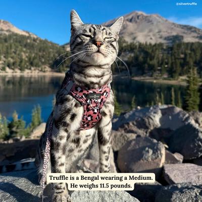 Show full view: Lucy & Co. Wild Side Step-in Cat Harness, Small slide 6 of 7