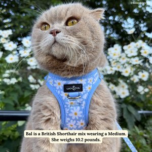 Lucy & Co. Simply Splendid Step-in Cat Harness, X-Small