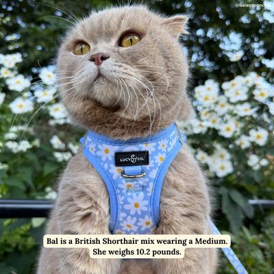Show full view: Lucy & Co. Simply Splendid Step-in Cat Harness, X-Small slide 8 of 8