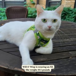 Lucy & Co. How I Roll Step-in Cat Harness, Small slide 2 of 7