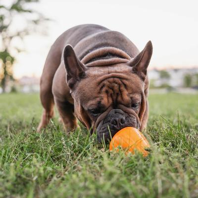 Show full view: Chew King by Mammoth Premium Bacon Flavored Extremely Durable Natural Rubber Tough Treat Dog Chew Toy, Orange, Large slide 6 of 8