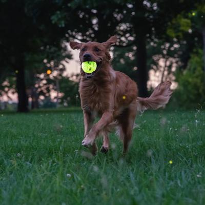 Show full view: Chew King by Mammoth Glowing Fetch Lattice Tough Chew Ball Dog Toy, Green, 2 count, Medium slide 3 of 8