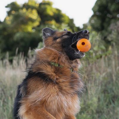 Show full view: Chew King by Mammoth Bacon Flavor Rubber Ball Tough Dog Chew Toy, Orange, 2 count, 3-in slide 2 of 7