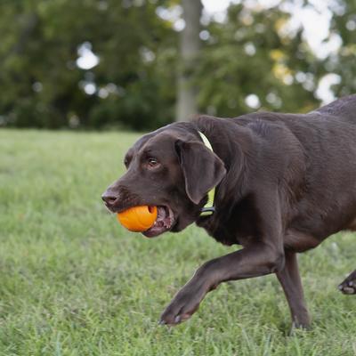 Show full view: Chew King by Mammoth Bacon Flavor Rubber Ball Tough Dog Chew Toy, Orange, 2 count, 3-in slide 3 of 7