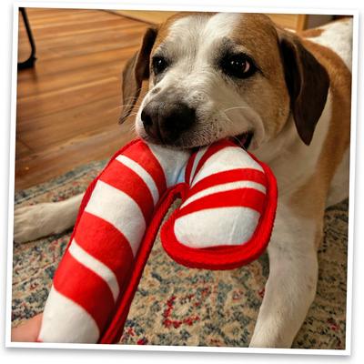 Show full view: Doggijuana Christmas Tuffer Chewer Candy Cane Tough Chew Dog Toy, Red/White, Medium slide 6 of 7