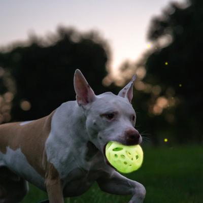 Show full view: Chew King by Mammoth Glowing Fetch Lattice Tough Chew Ball Dog Toy, Green, 2 count, Large slide 3 of 8