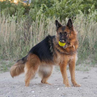 Show full view: Chew King by Mammoth Chicken Flavor Rubber Ball Tough Dog Chew Toy, Yellow, 4-in, 2 count slide 5 of 5