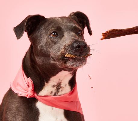 Show full view: Barkful Steak Strips Human Grade Adult Dehydrated Dog Treats, 4-oz bag slide 6 of 7