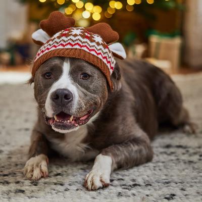 Show full view: Frisco Antler Fair Isle Dog & Cat Hat, X-Large/XX-Large slide 4 of 7