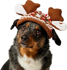 Frisco Antler Fair Isle Dog & Cat Hat, Medium/Large