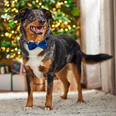 Show full view: Frisco Velvet Dog Collar With Removable Velvet Bow, Blue, MD - Neck: 14-20-in, Width: 3/4-in slide 6 of 7