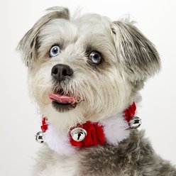 Frisco Jingle Bells Dog & Cat Christmas Collar with Bells, 1 count, Medium/Large