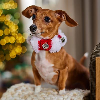 Show full view: Frisco Jingle Bells Dog & Cat Christmas Collar with Bells, 1 count, X-Small/Small slide 5 of 8