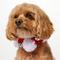 Show in main carousel: Frisco Jingle Bells Dog & Cat Christmas Collar with Bells, 1 count, X-Small/Small slide 3 of 8