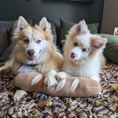 Show full view: CHEWFFON Baguette Interactive Enrichment Puzzle Squeaky Dog Plush Toy, Brown slide 6 of 6