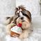 Show in main carousel: CHEWFFON Cupcake Hide & Seek Squeaky Dog Toy, Brown slide 7 of 7
