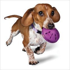 PetSafe Busy Buddy Twist 'n Treat Treat Dispenser Dog Toy, Small