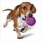 Show in main carousel: PetSafe Busy Buddy Twist 'n Treat Treat Dispenser Dog Toy, Small slide 1 of 7
