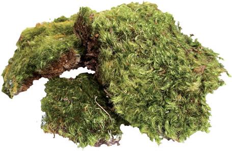 Show full view: Zoo Med All Natural Frog Moss, 80-in slide 2 of 8