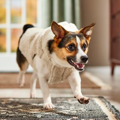 Show full view: Frisco Lightweight Soft Sherpa Dog & Cat Coat, Oatmeal, Large slide 6 of 8