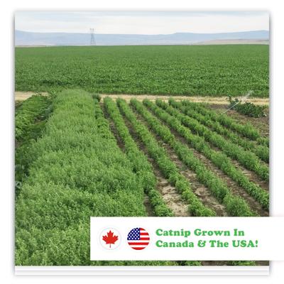 Show full view: Meowijuana Sprinkle 'n' Scratch Taco Scratcher Cat Toy slide 6 of 6