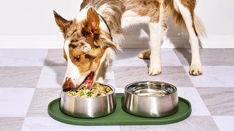 Dog Meals