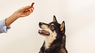 Dog Treats