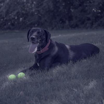 Show full view: Chew King by Mammoth Glowing Fetch Ball Dog Chew Toy, Green, 2.5-in, 2 count slide 2 of 8