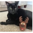 Show in main carousel: Meowijuana Get Blitzed Reindeer Refillable Plush Cat Toy with Catnip slide 4 of 4