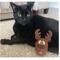 Show in main carousel: Meowijuana Get Blitzed Reindeer Refillable Plush Cat Toy with Catnip slide 4 of 8