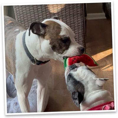 Show full view: Doggijuana Tuffer Chewer Mini Watermelon Slice Tough Dog Chew Toy slide 7 of 9