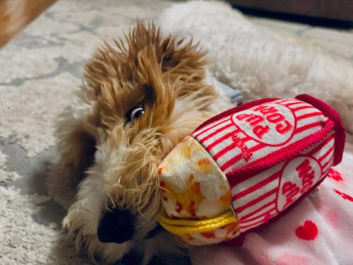 Show full view: Doggijuana Tuffer Chewer Mini Pupcorn Tough Dog Chew Toy slide 7 of 8