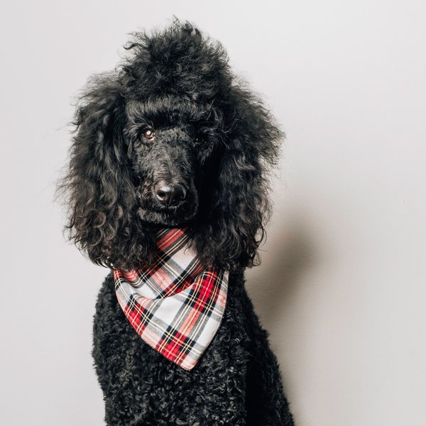 Show full view: The Worthy Dog Stewart Tartan Red Dog Bandana, Small slide 2 of 4